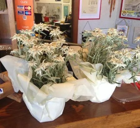 Genziana 호텔